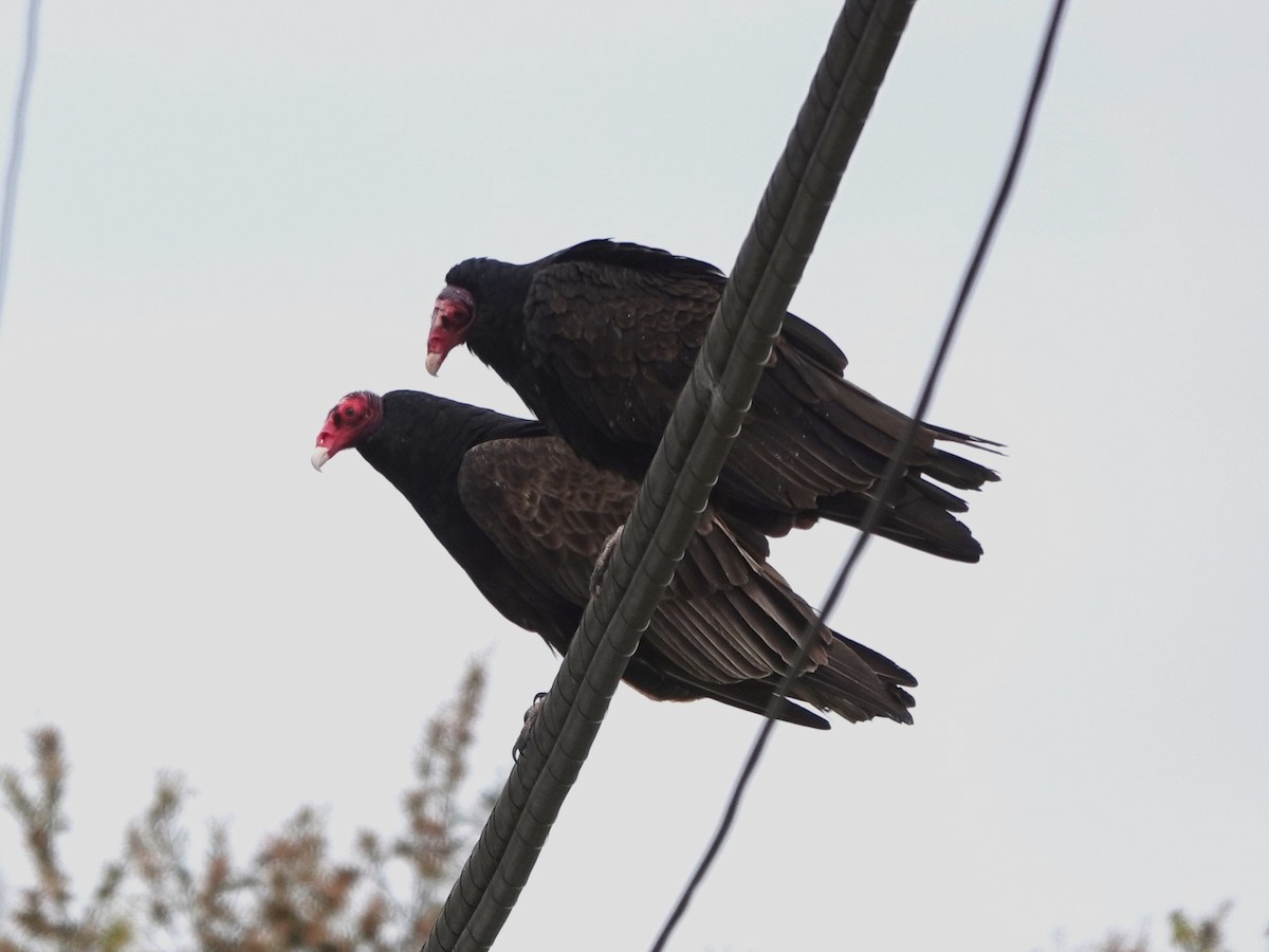 Turkey Vulture - ML322538641