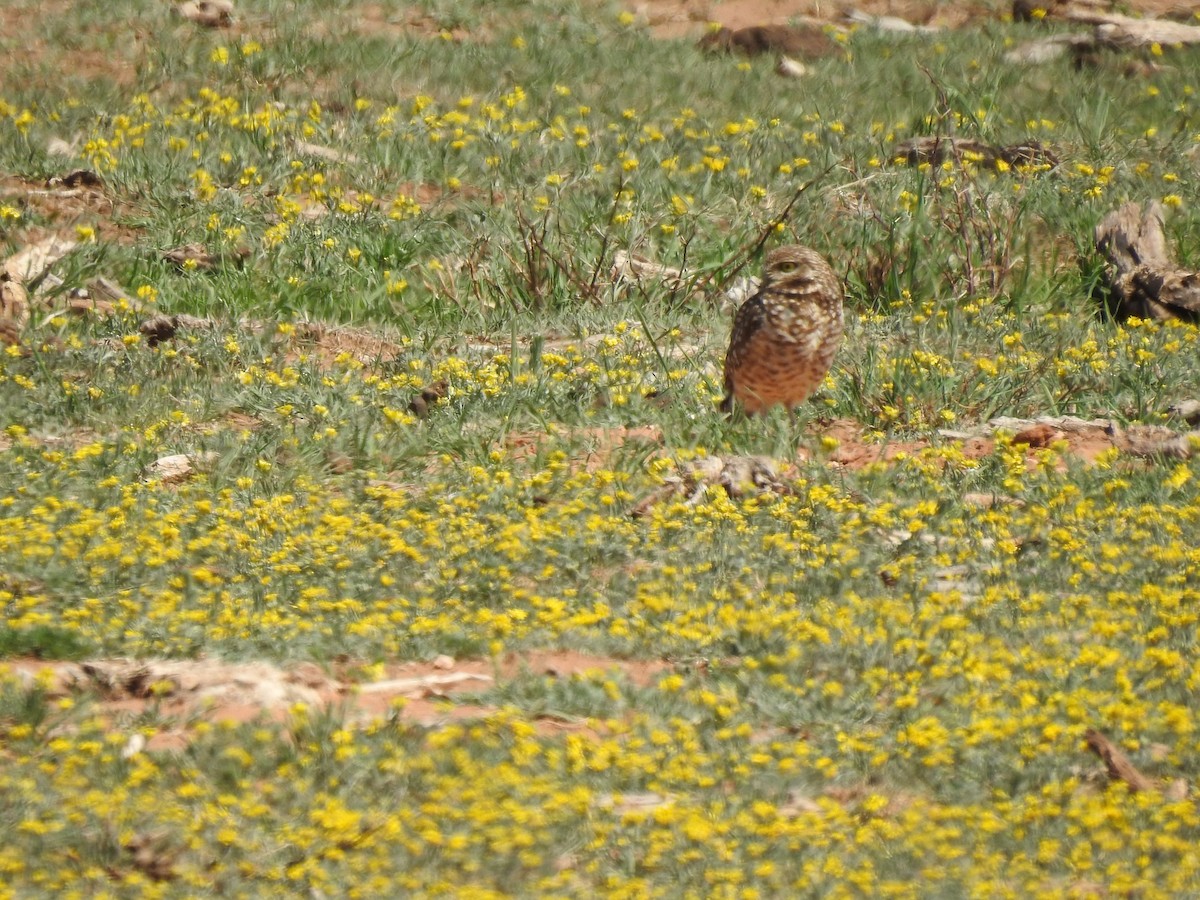 Burrowing Owl - ML322541531