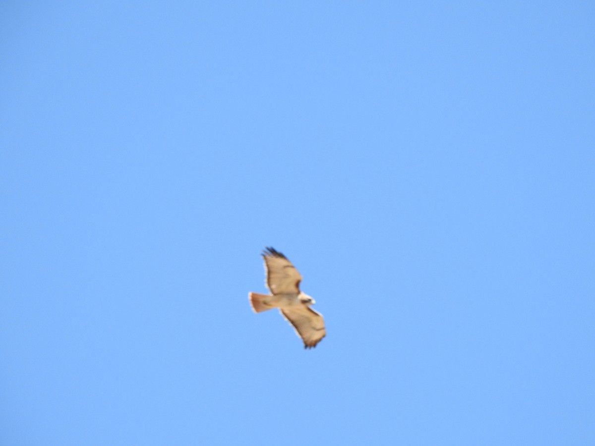 Red-tailed Hawk - ML322542021