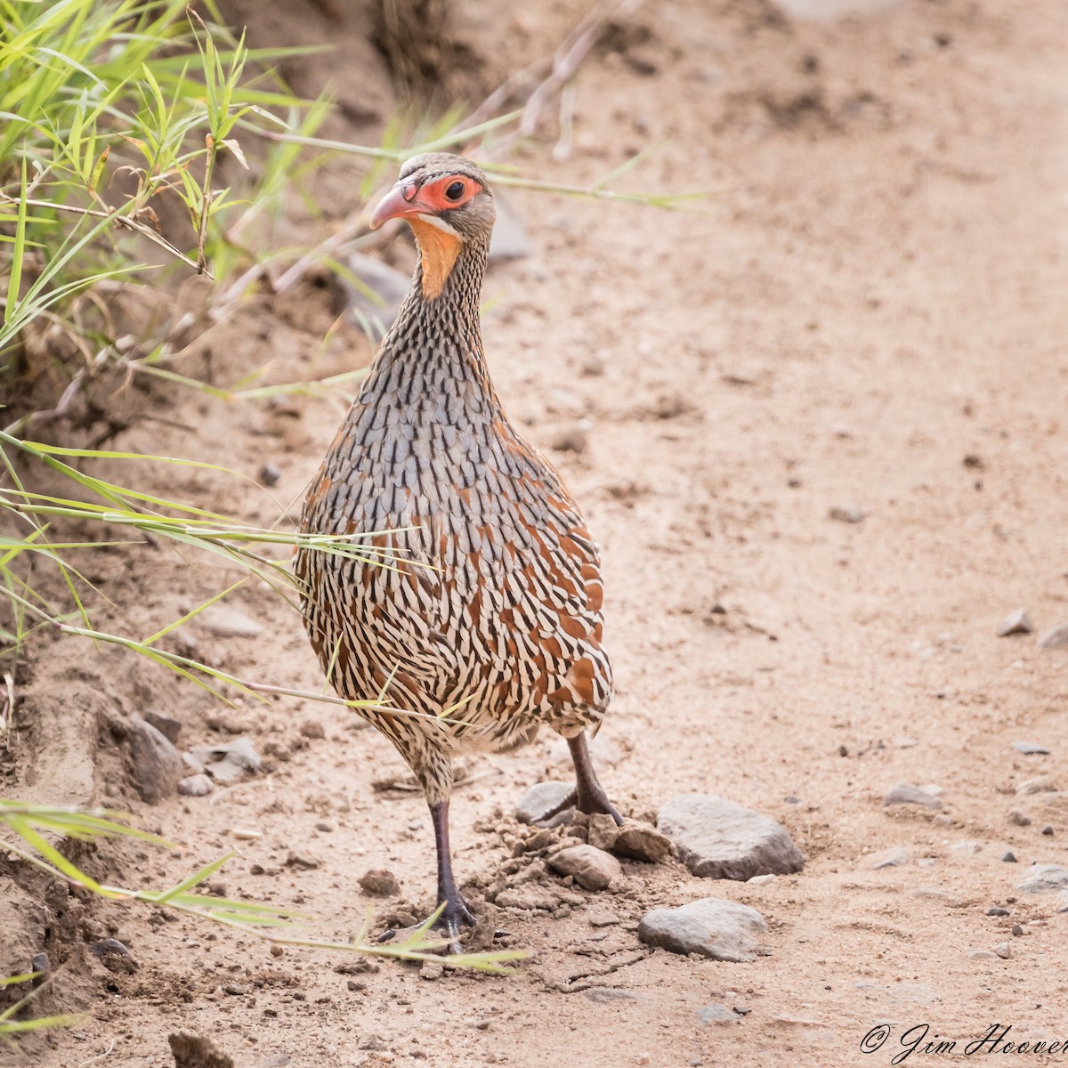 Gray-breasted Spurfowl - ML322542451