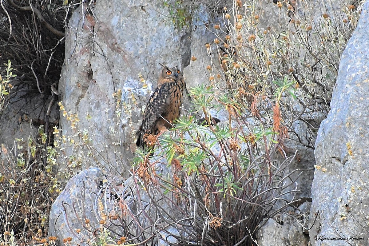 Eurasian Eagle-Owl - ML322544481