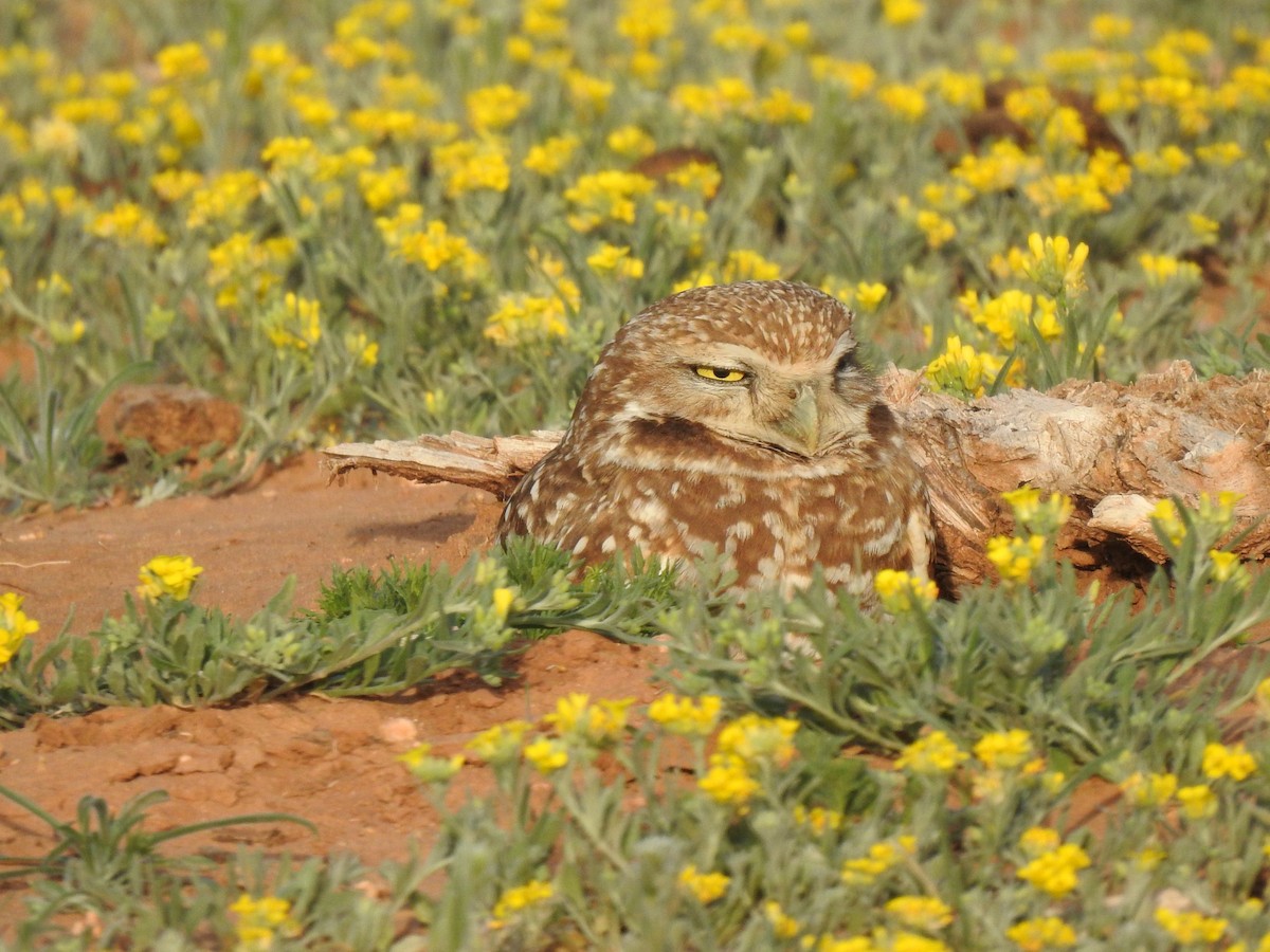 Burrowing Owl - Kevin Long