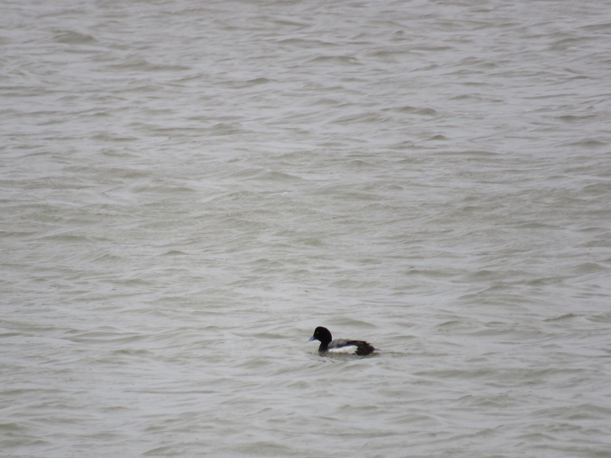 Greater Scaup - ML322551751