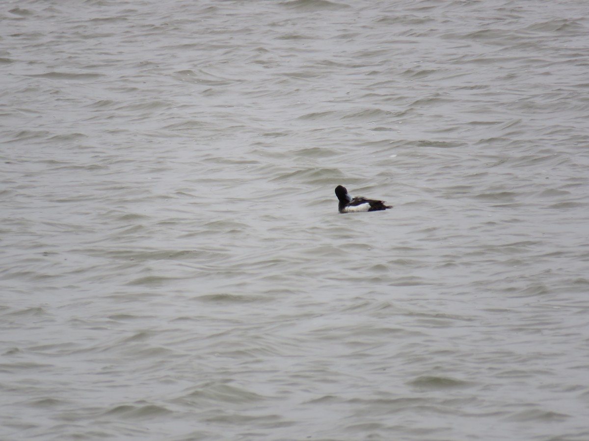 Greater Scaup - ML322553111