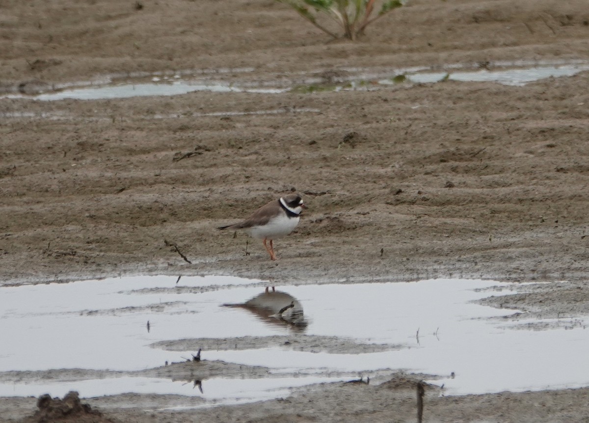 Semipalmated Plover - ML322553631