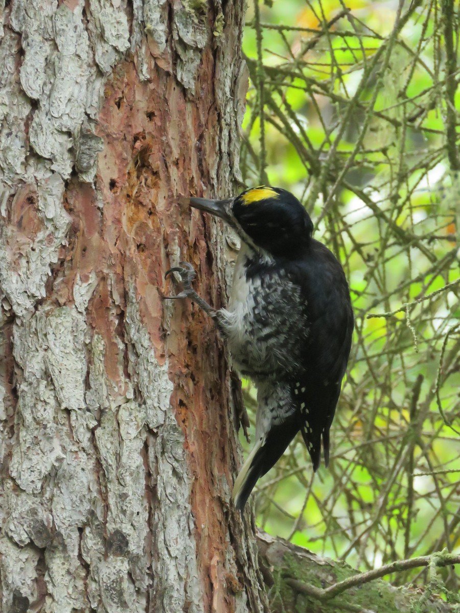 Black-backed Woodpecker - Gerald Frost