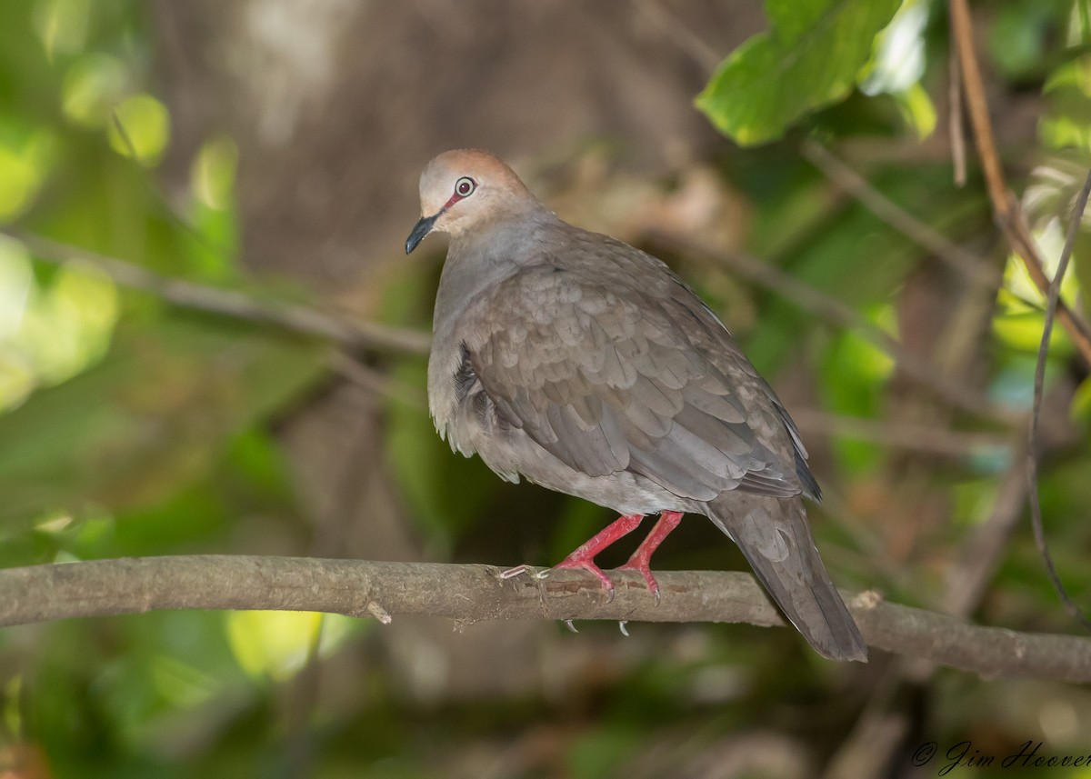 Gray-chested Dove - ML322557891