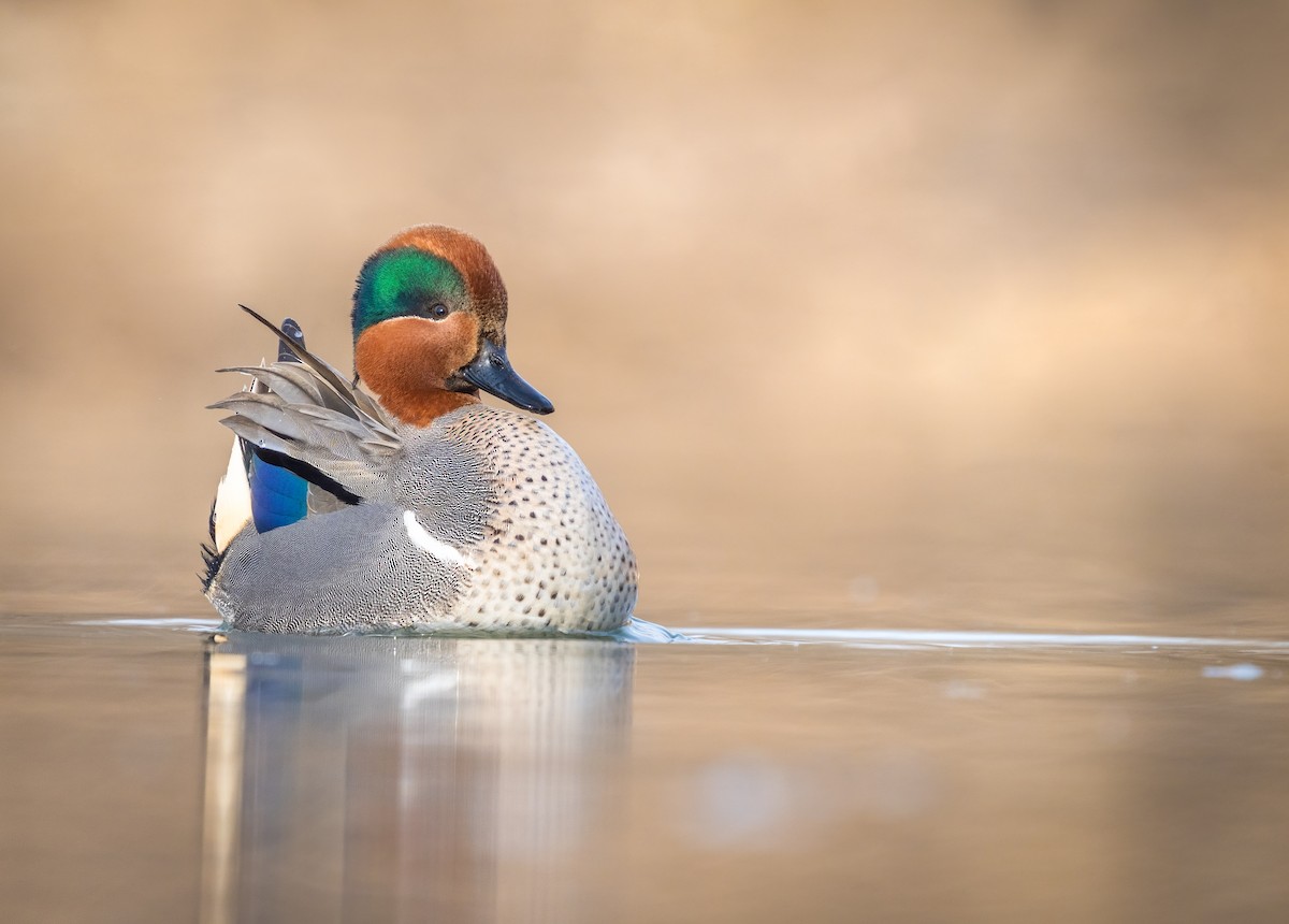 Green-winged Teal - ML322559021