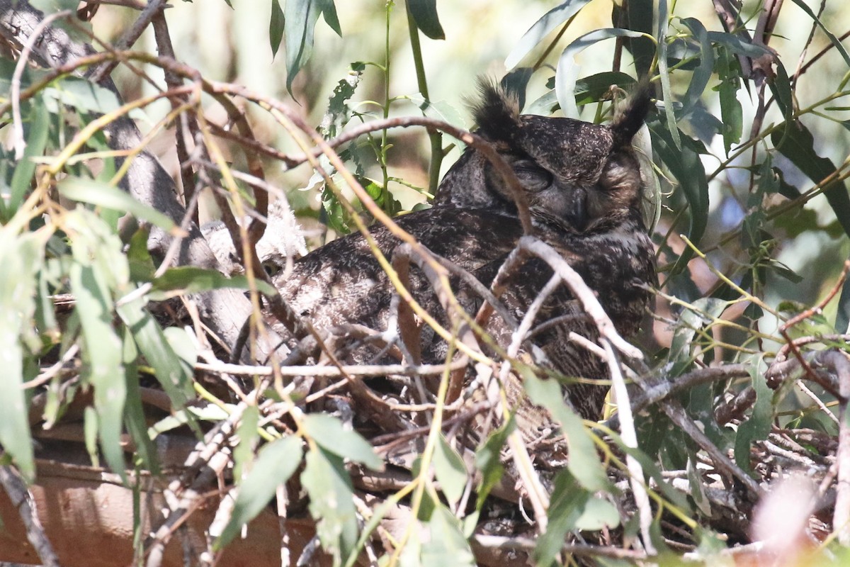Great Horned Owl - ML322566351