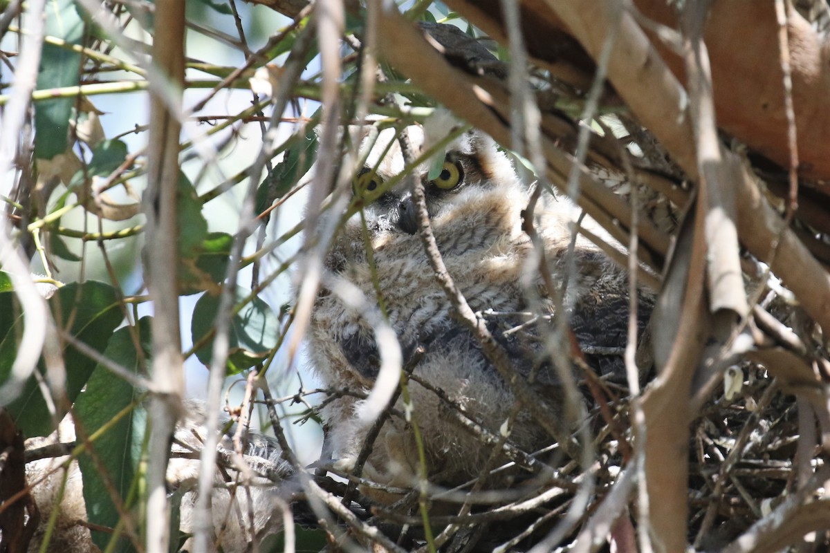 Great Horned Owl - ML322566381