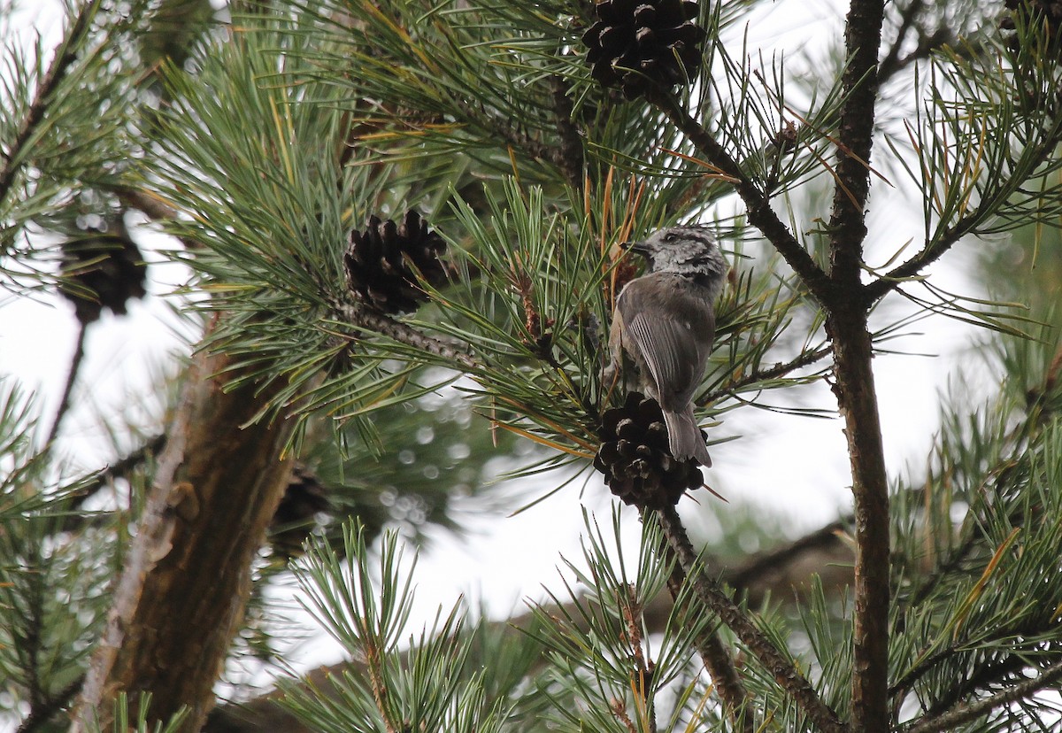 Crested Tit - ML32256651