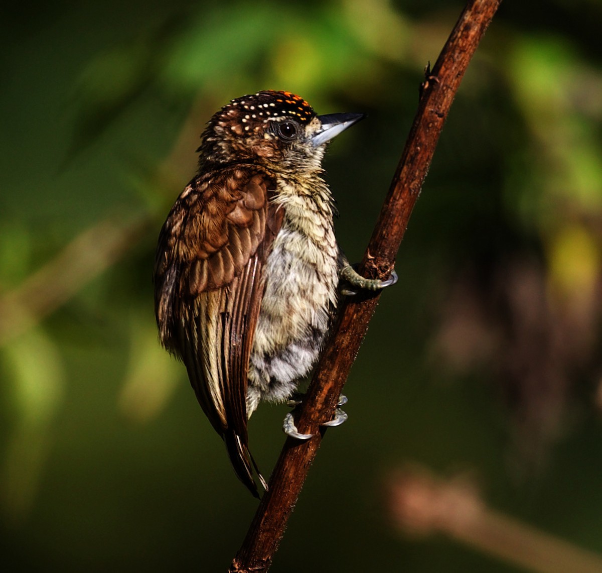 Scaled Piculet - ML322572061