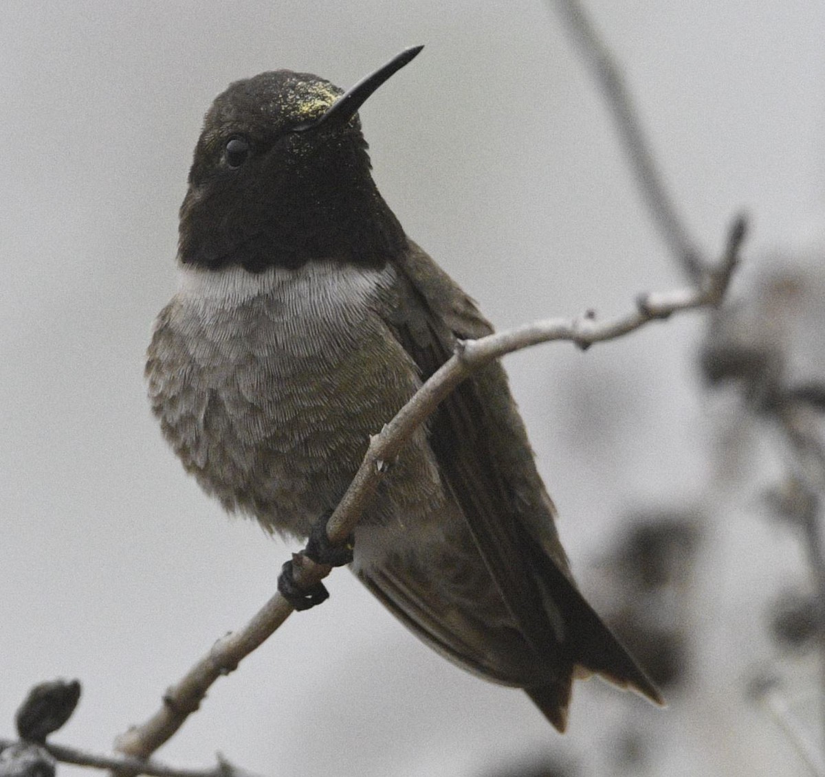 Black-chinned Hummingbird - ML322572871