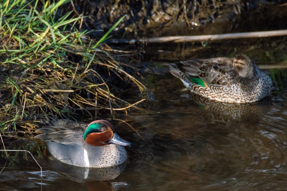 Green-winged Teal - ML322574011