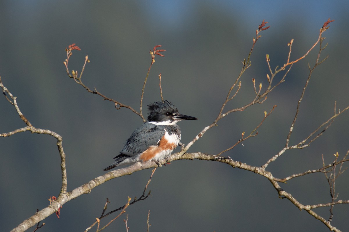 Belted Kingfisher - ML322574161