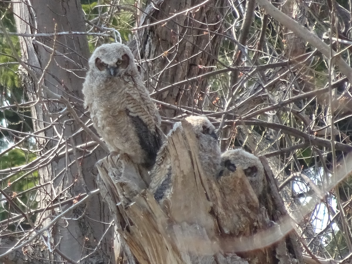 Great Horned Owl - ML322576501