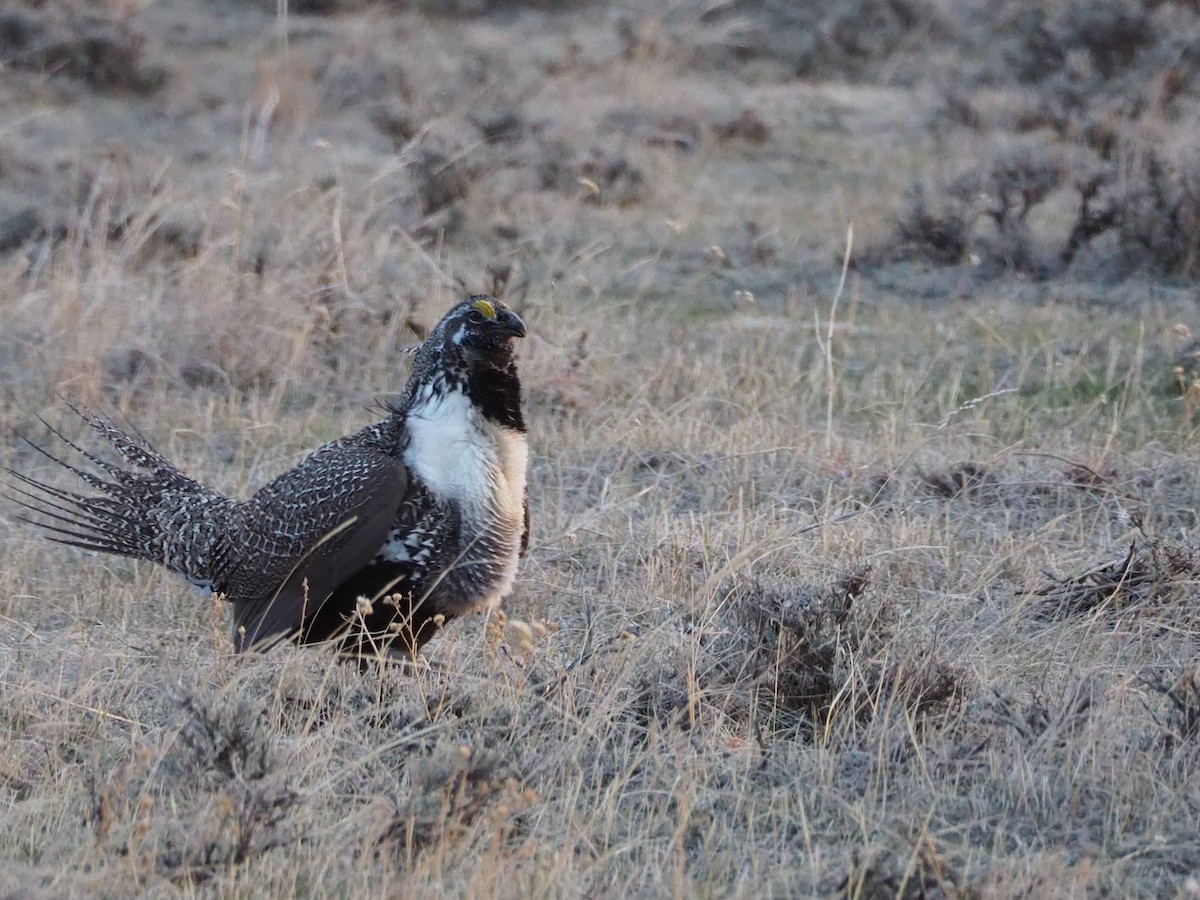 Greater Sage-Grouse - ML322577431