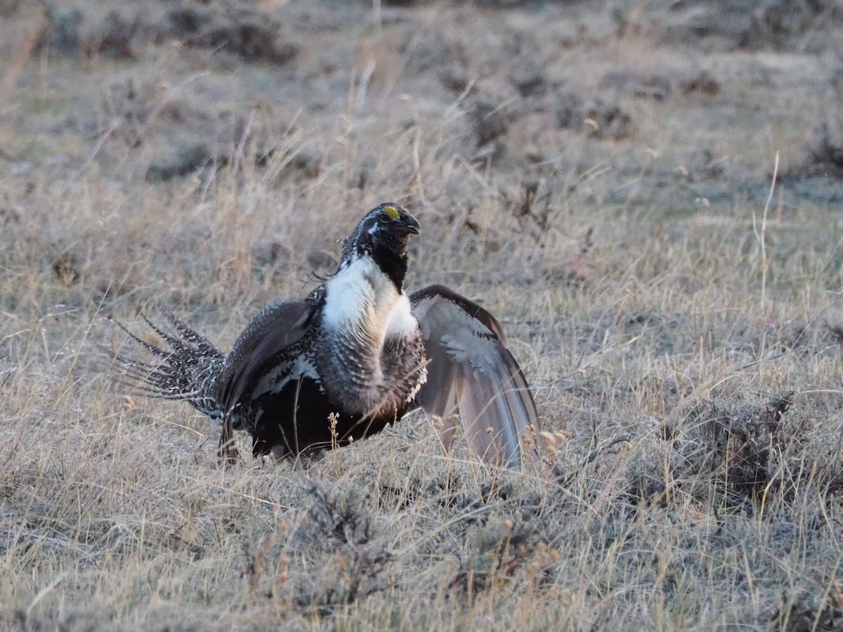 Greater Sage-Grouse - ML322577471