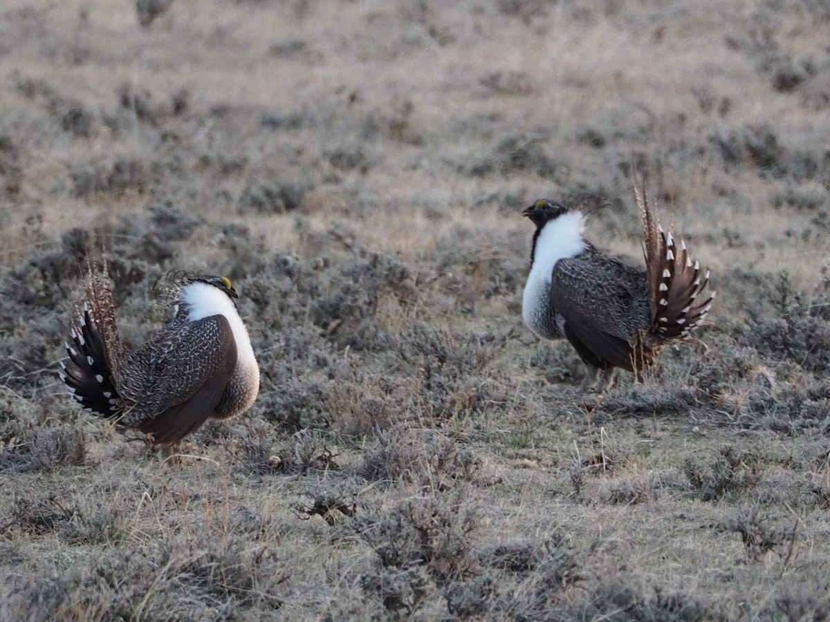Greater Sage-Grouse - ML322577491