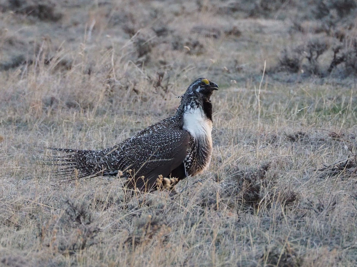Greater Sage-Grouse - ML322577511