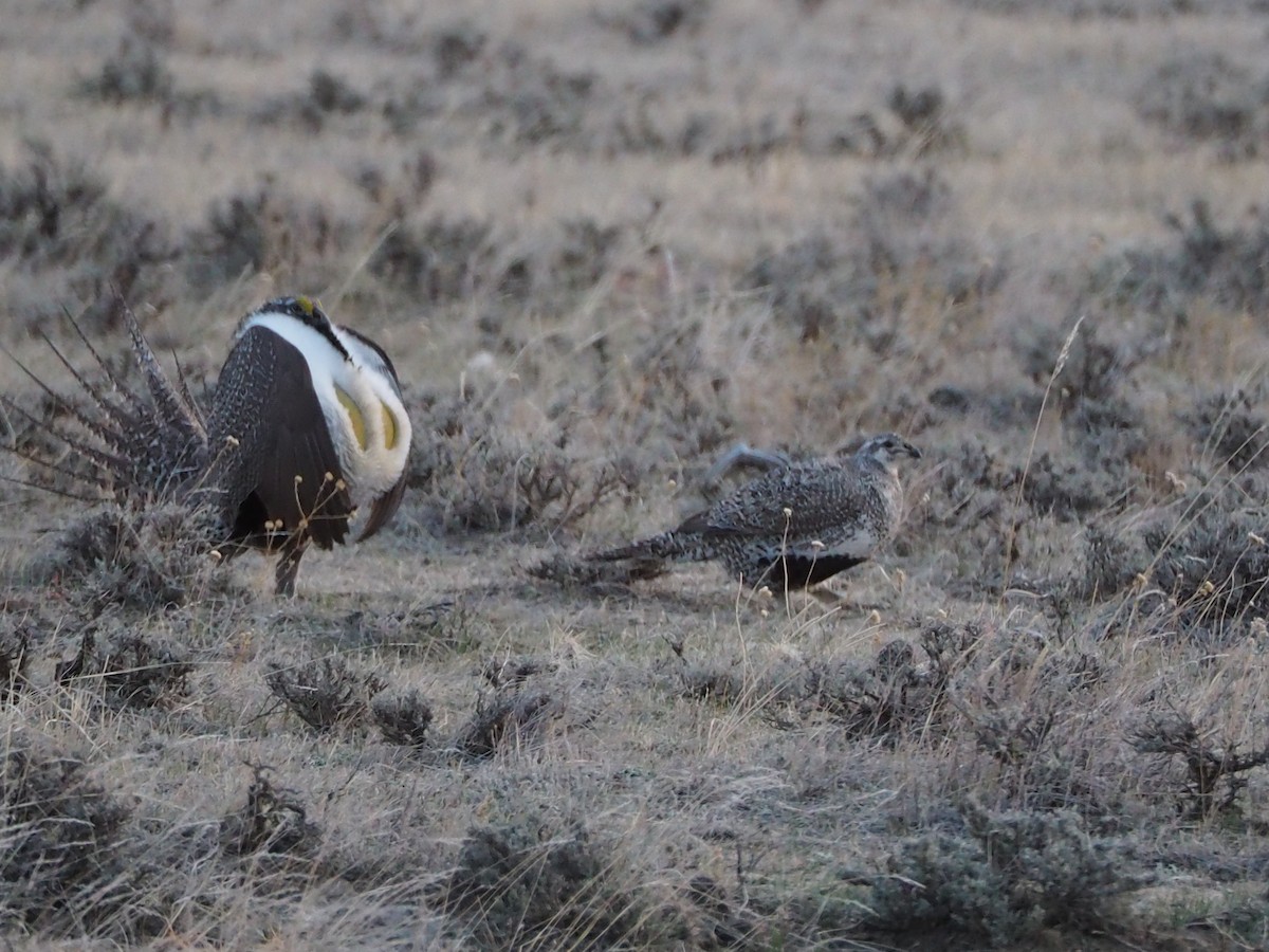 Greater Sage-Grouse - ML322577661