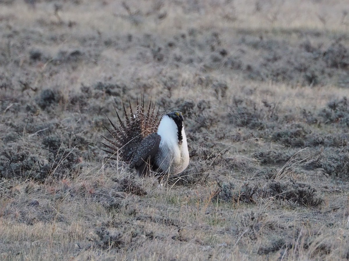 Greater Sage-Grouse - ML322577781