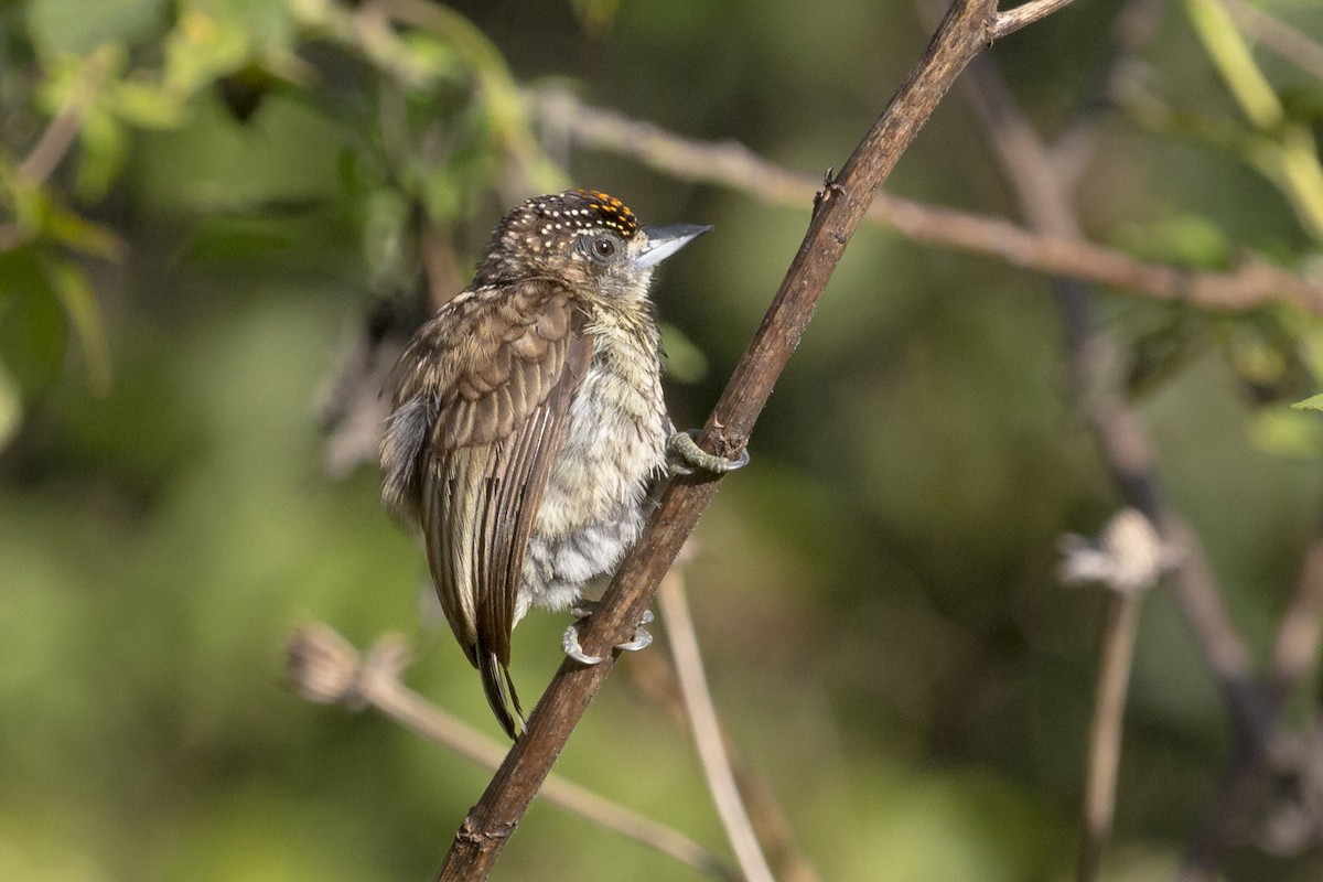 Scaled Piculet - ML322581071