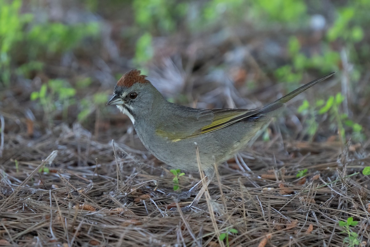 Green-tailed Towhee - Andrew Newmark