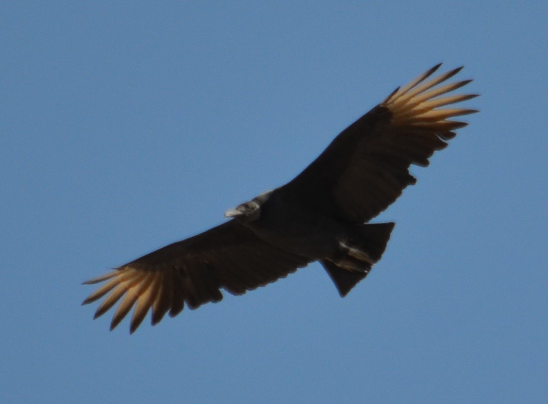Black Vulture - Viviana Fuentes