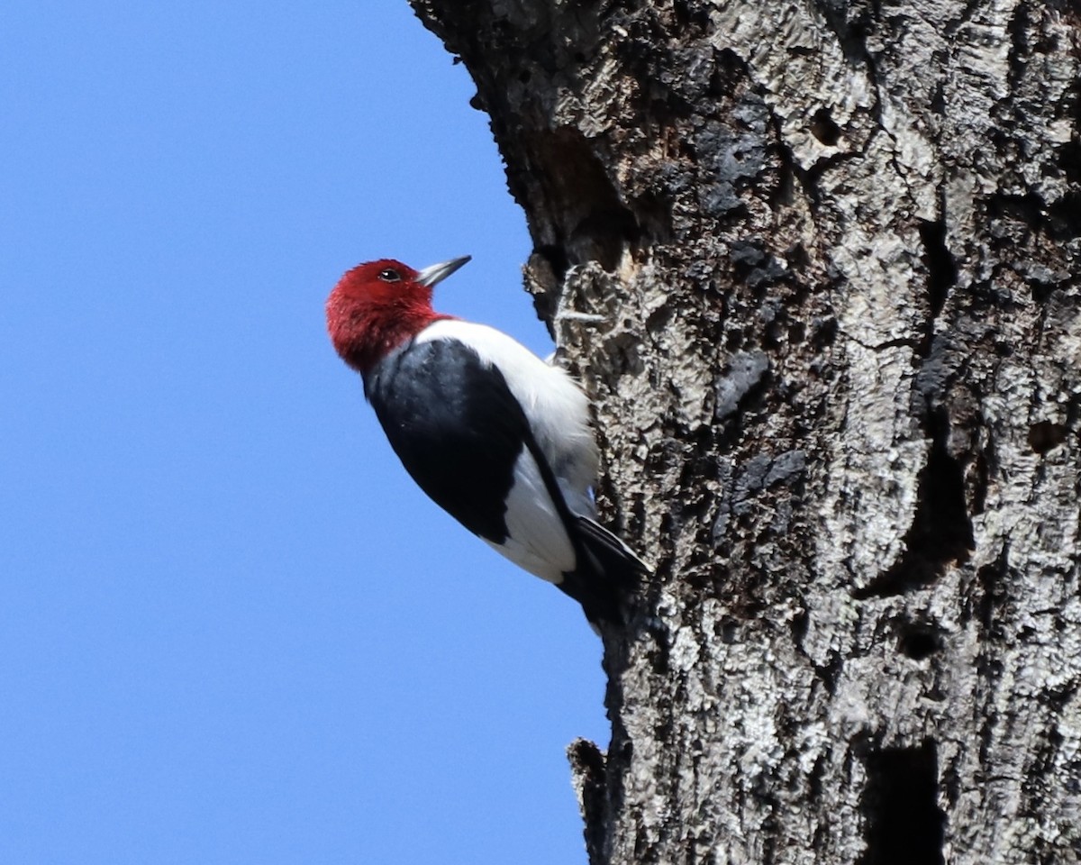Red-headed Woodpecker - ML322585581