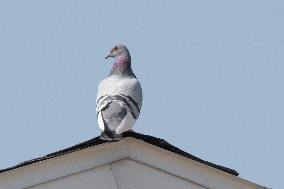 Rock Pigeon (Feral Pigeon) - Clinton S. Boyd