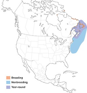 Figure 1a. Distribution of the Razorbill in North America. - Range Map