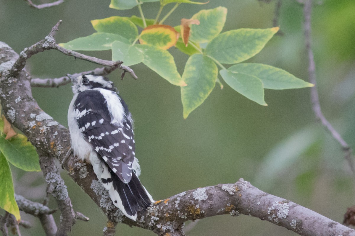 Downy Woodpecker (Rocky Mts.) - ML32259111