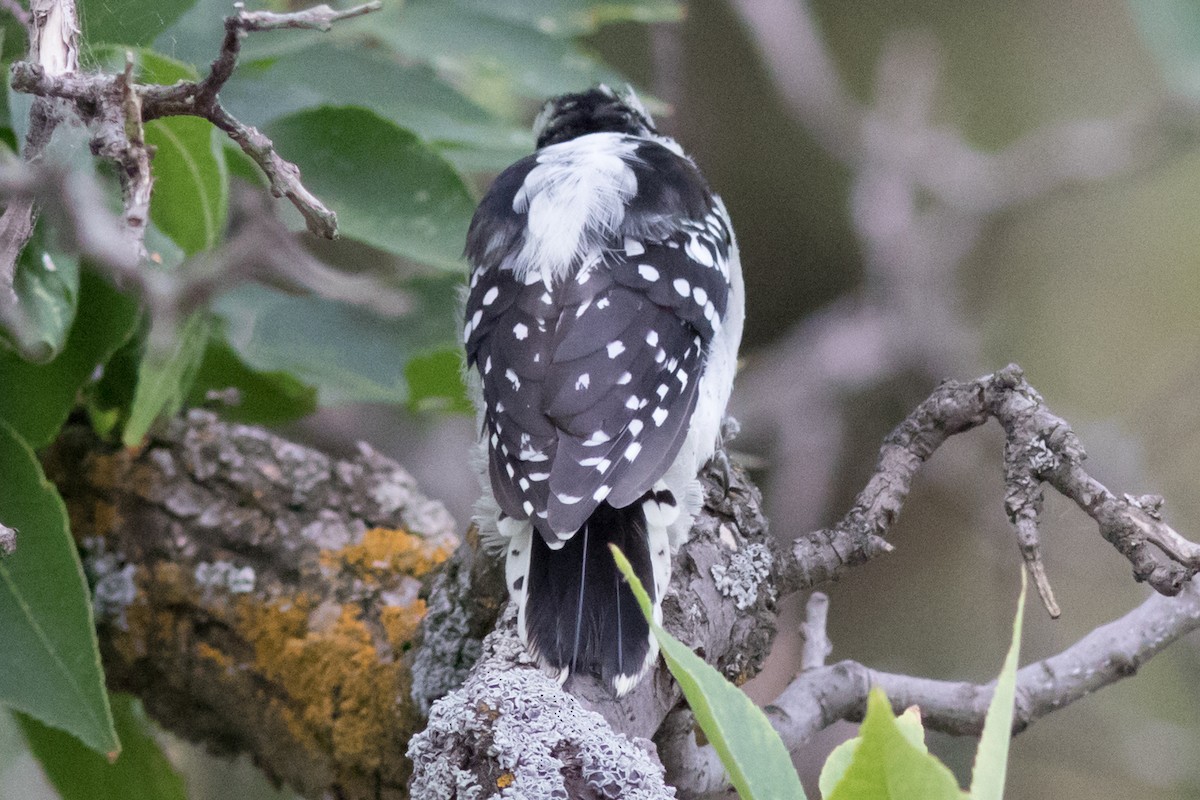 Downy Woodpecker (Rocky Mts.) - ML32259121