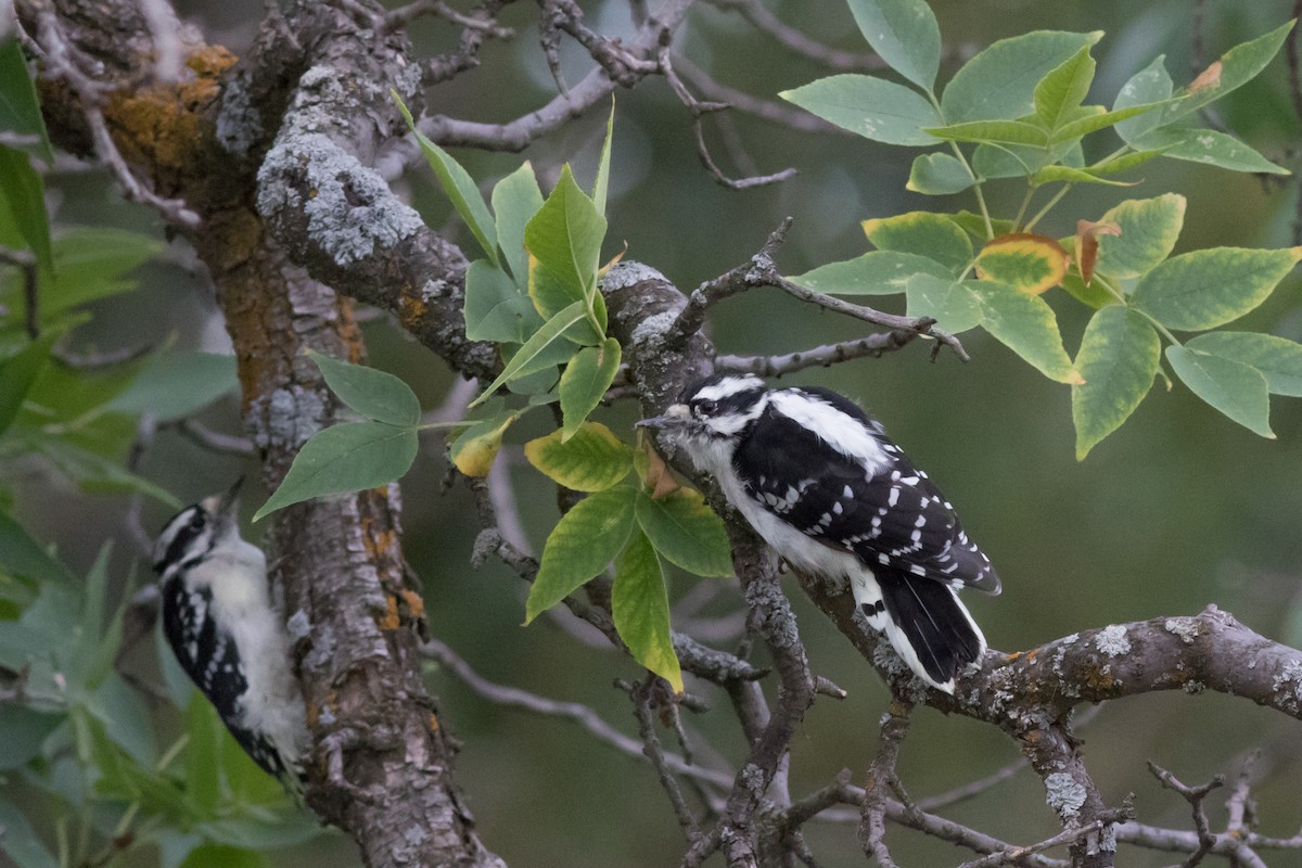 Downy Woodpecker (Rocky Mts.) - ML32259131