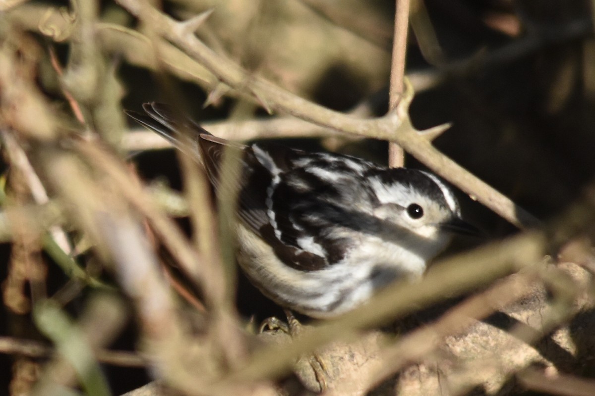 Black-and-white Warbler - ML322592771