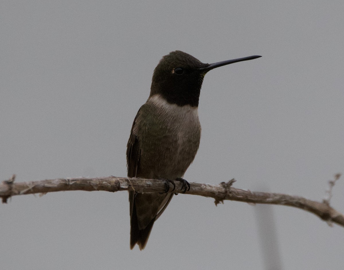 Black-chinned Hummingbird - ML322593481