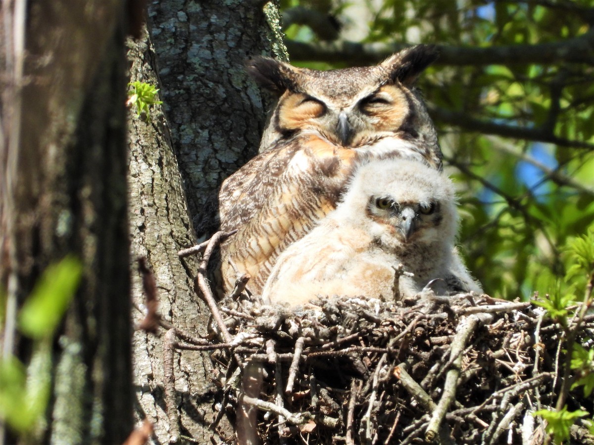 Great Horned Owl - Joe and Liz Dunkleman