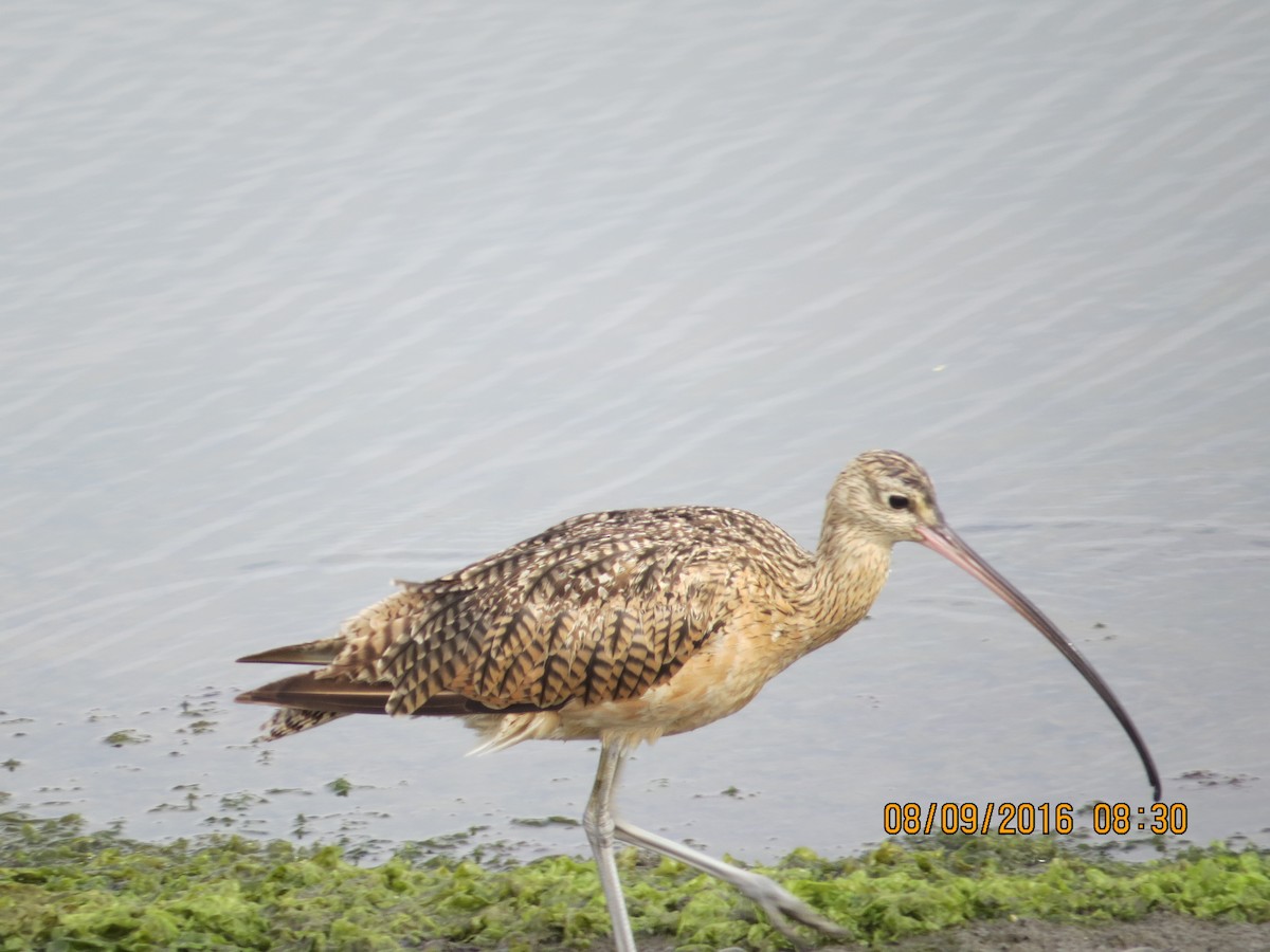 Long-billed Curlew - ML32260261