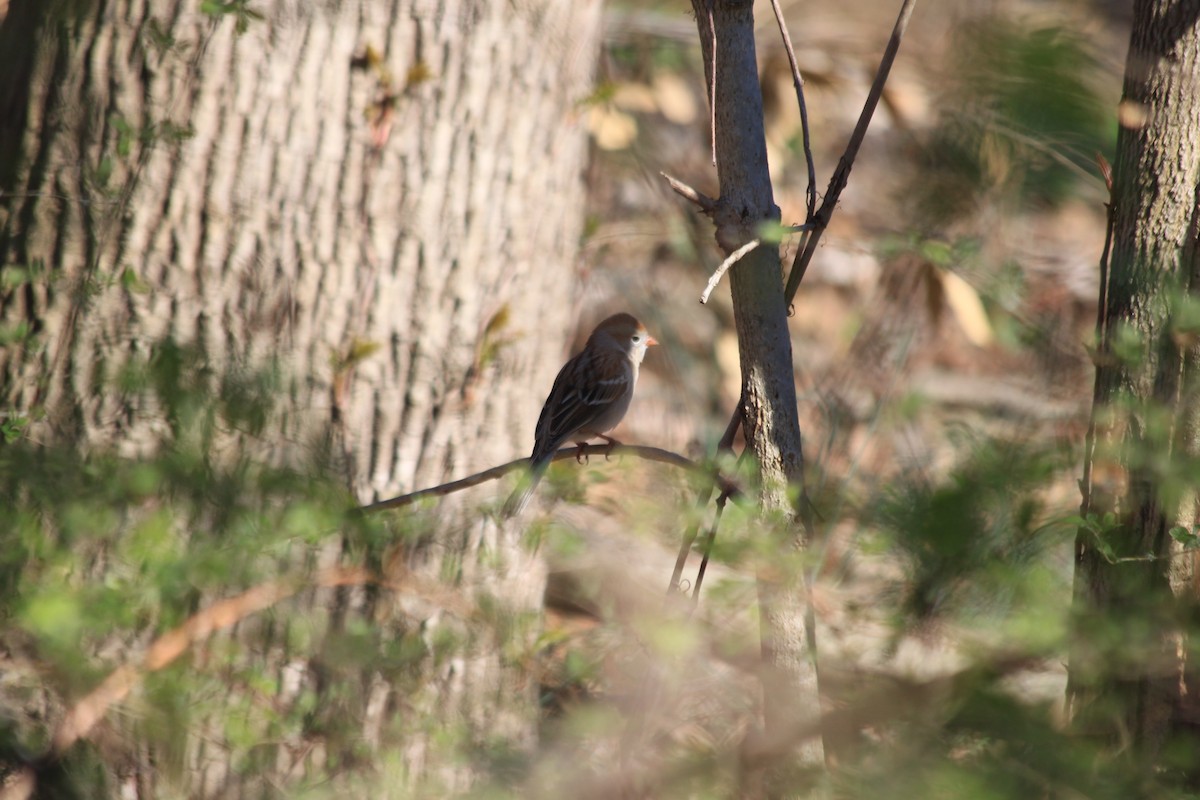 Field Sparrow - Guy Foulks🍀