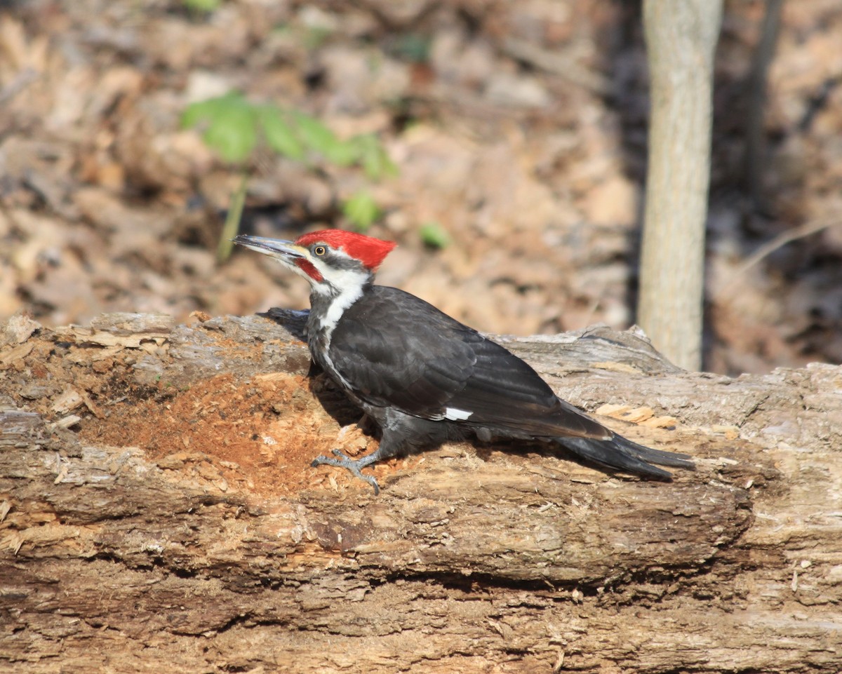 Pileated Woodpecker - ML322607361