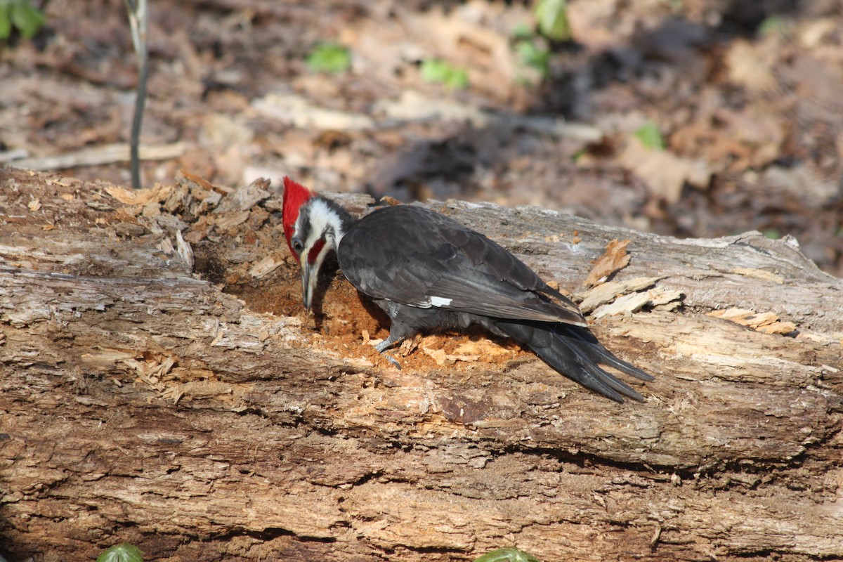 Pileated Woodpecker - ML322607681