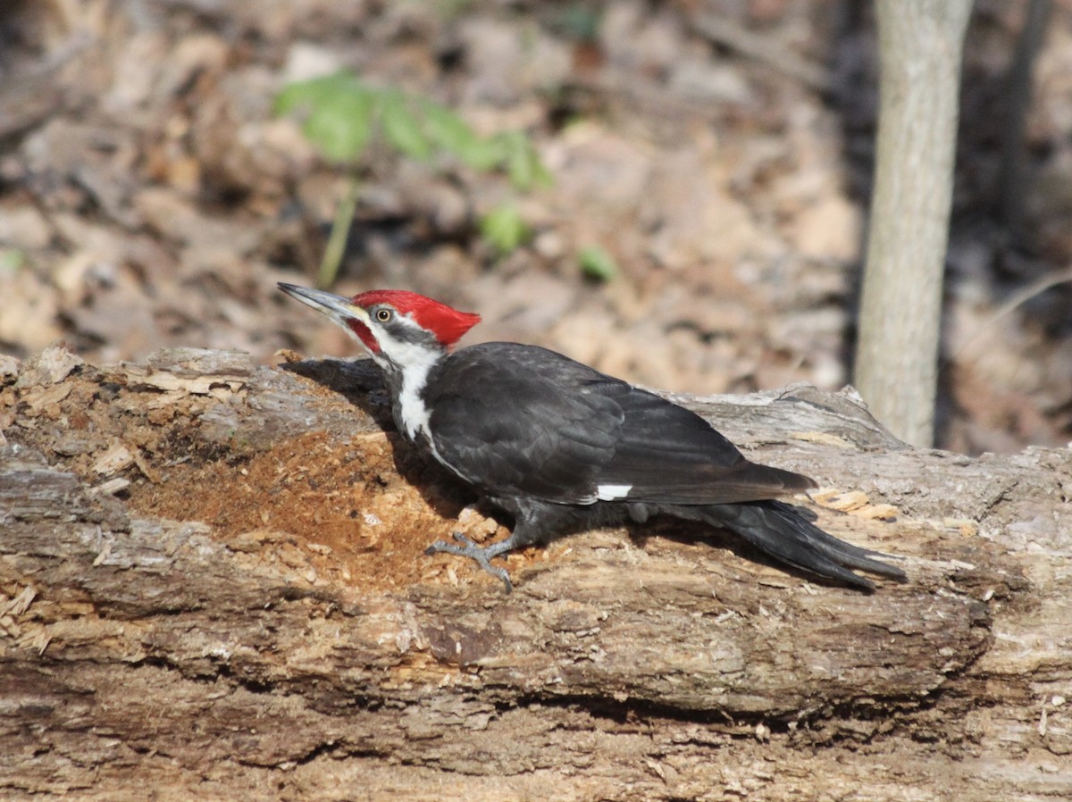 Pileated Woodpecker - ML322607811