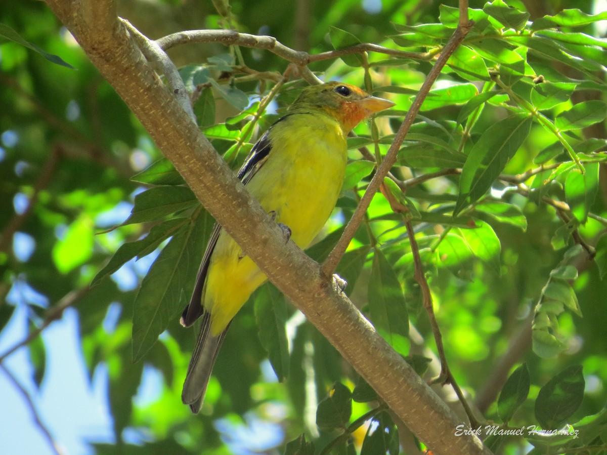 Western Tanager - ML322608801