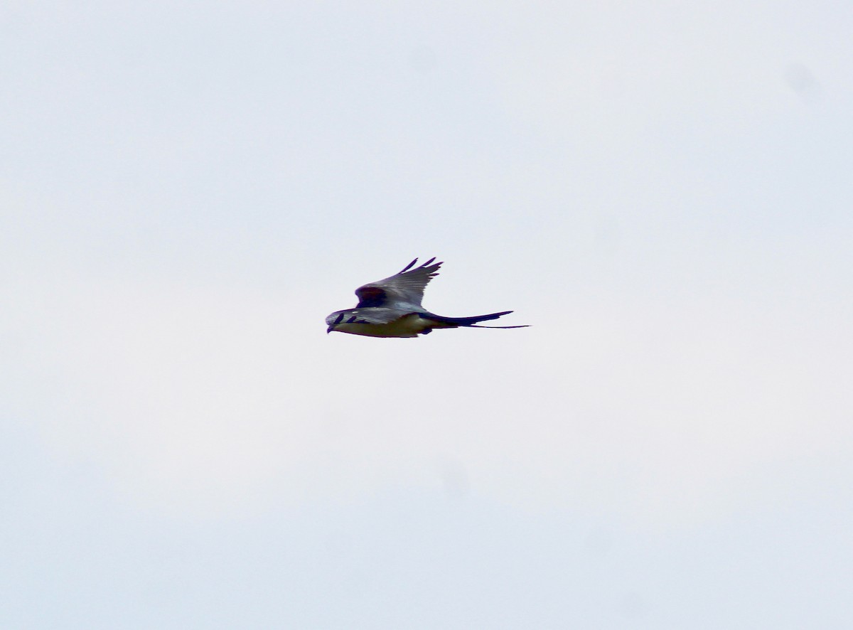 Swallow-tailed Kite - ML322614281