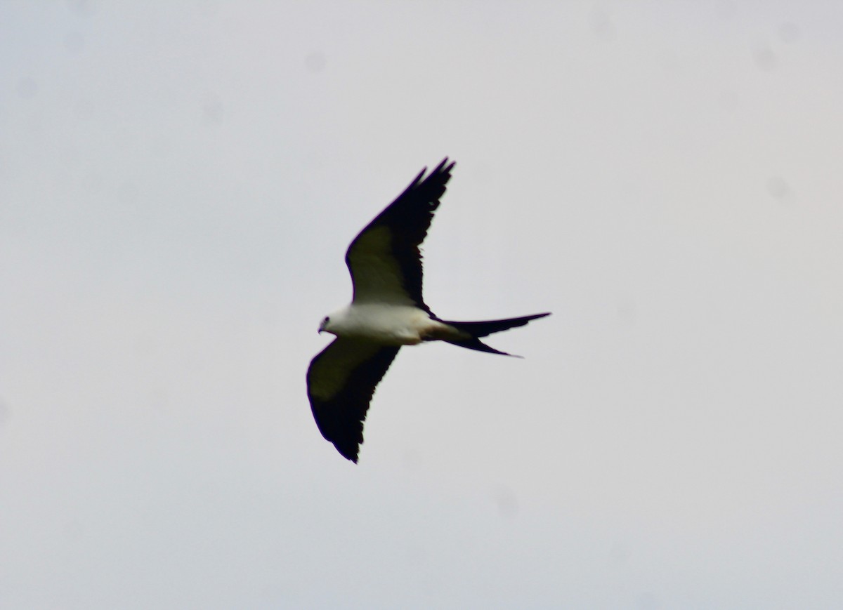 Swallow-tailed Kite - ML322614311
