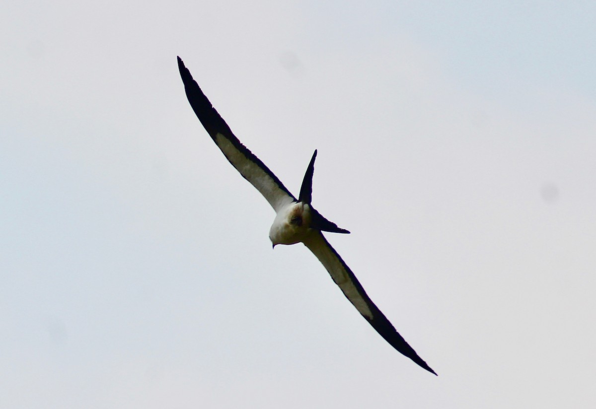 Swallow-tailed Kite - ML322614331