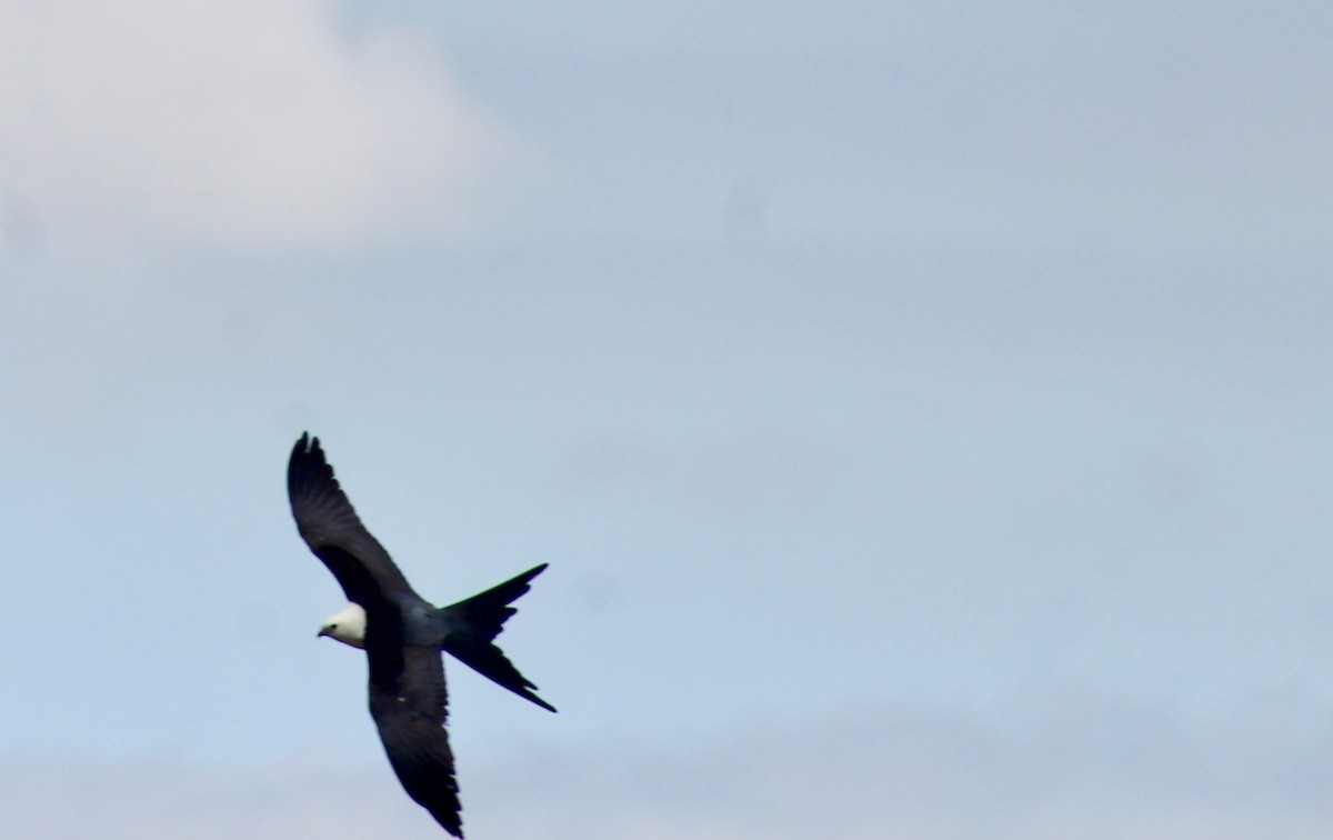Swallow-tailed Kite - ML322614341