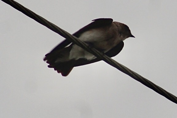 Northern Rough-winged Swallow - Matt  Papuchis