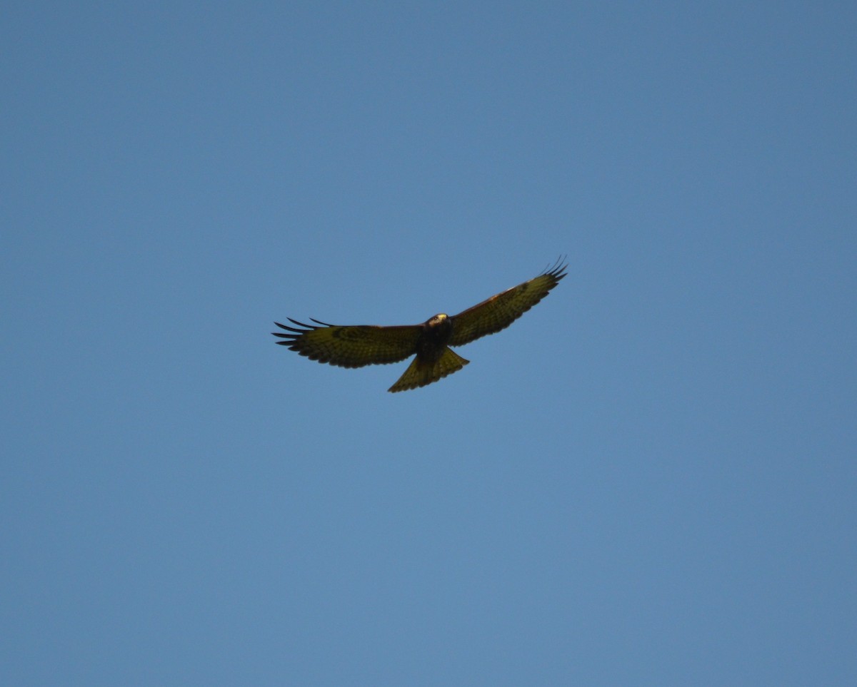 Short-tailed Hawk - ML32261511